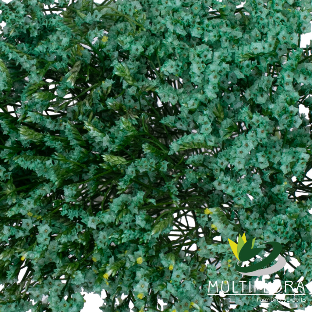 Limonium