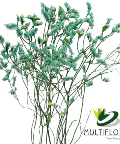 Ever Snow tinted Green