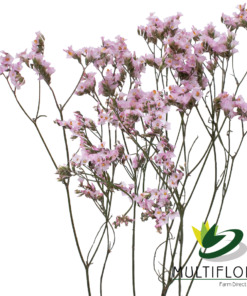 Ever Snow Tinted Pink