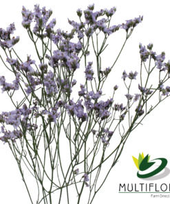 Ever Snow tinted Purple