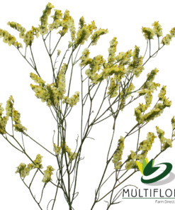 Ever Snow tinted Yellow