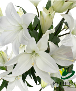 Lilies