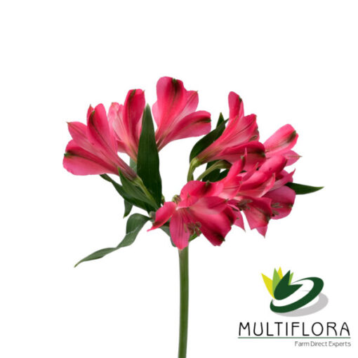Secret Perfection | Multiflora