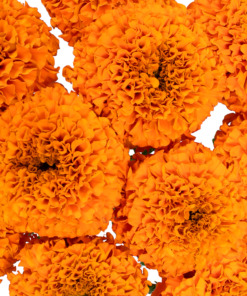Marigold