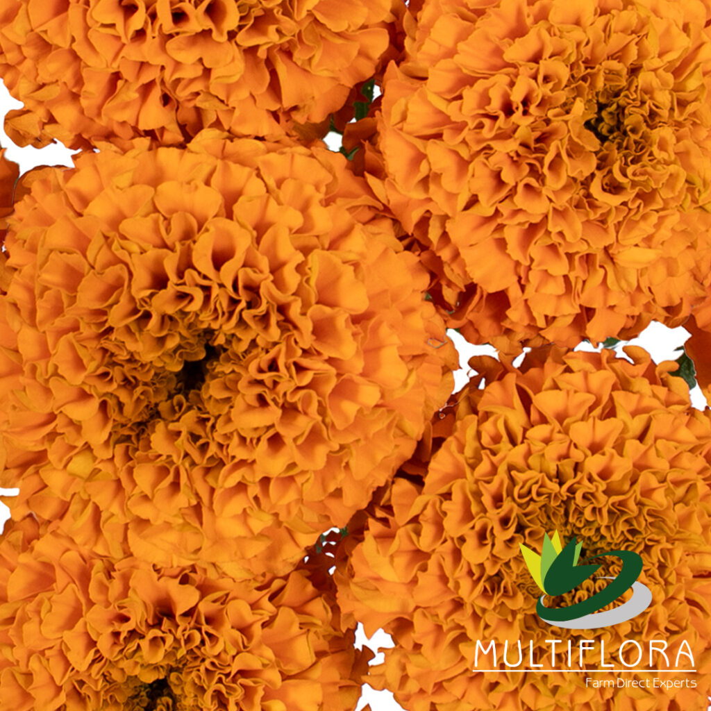 Marigold