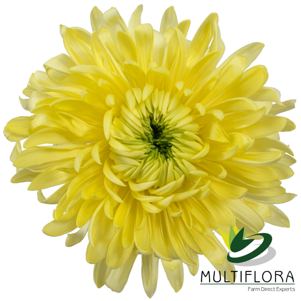 Growing and distributing fresh cut flowers to over 35 countries since ...