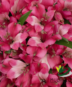 Alstroemeria