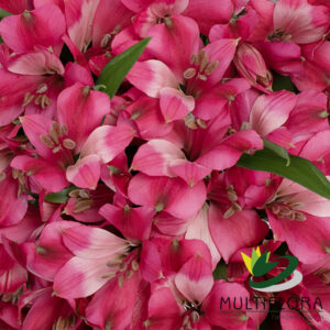 Alstroemeria