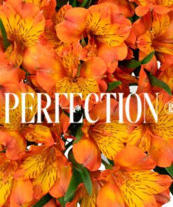 Alstroemeria Perfection