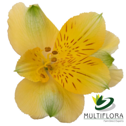 Gold Perfection | Multiflora