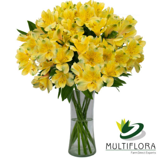 Gold Perfection | Multiflora