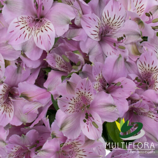 Mila Perfection | Multiflora