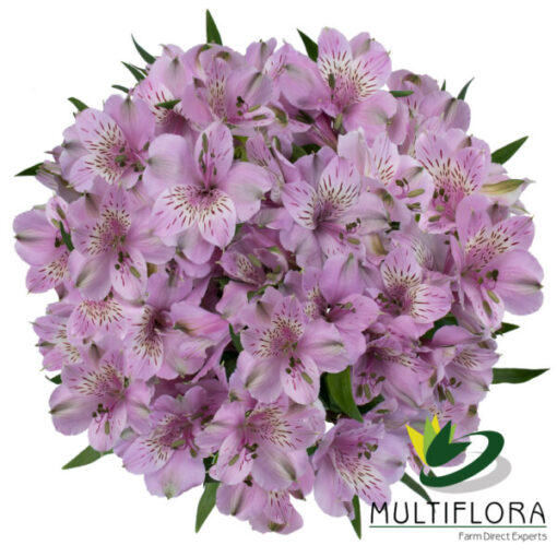 Mila Perfection | Multiflora