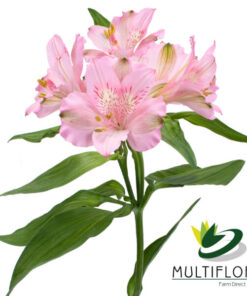 Primadonna Perfection