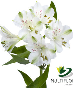 Winterfell Perfection