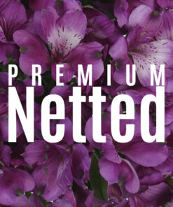 Alstroemeria Premium Netted