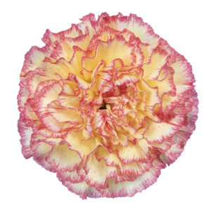 Yellow Viana