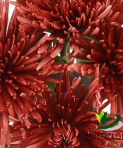 Painted|Dyed Flowers