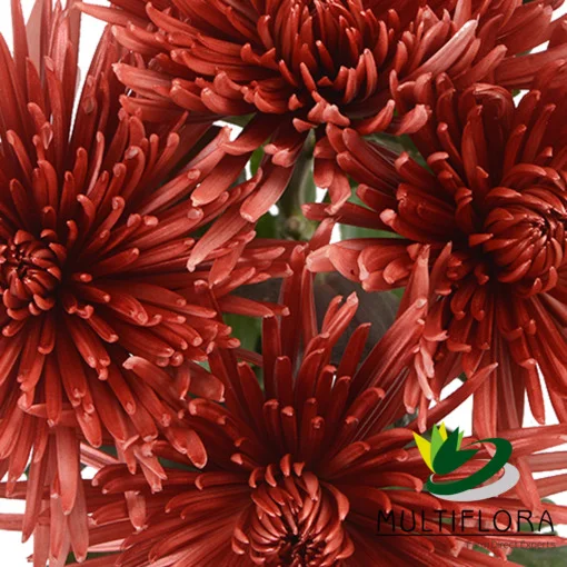 Painted|Dyed Flowers