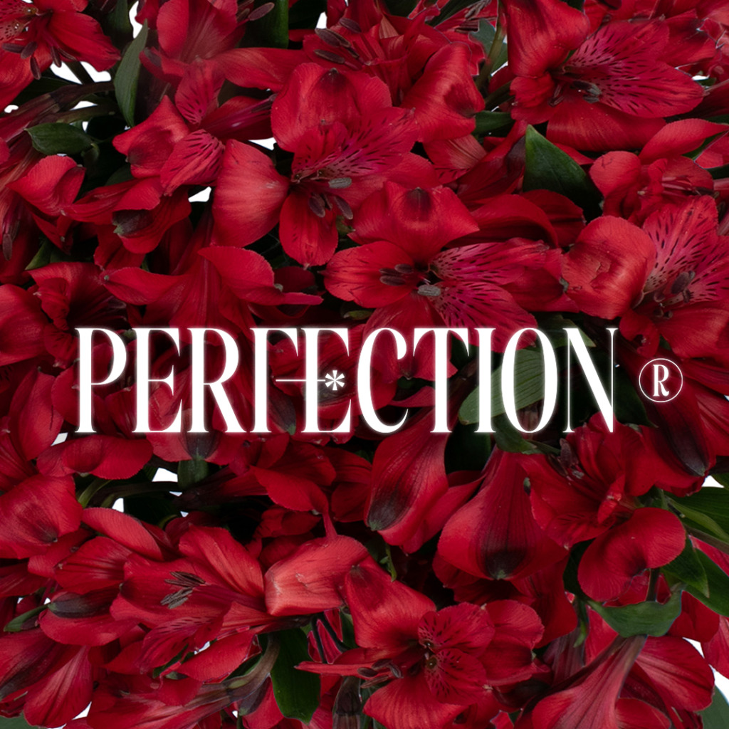 Alstroemeria Perfection