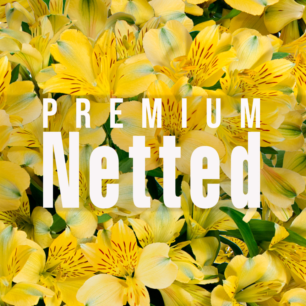 Alstroemeria Premium Netted