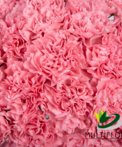 Carnations
