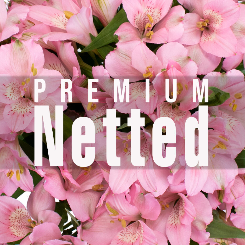 Alstroemeria Premium Netted