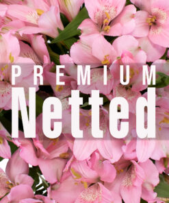 Alstroemeria Premium Netted
