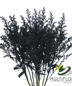 Solidago Tara Painted Black