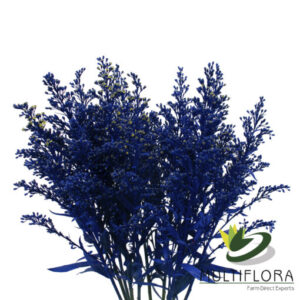 Solidago Tara Painted Blue
