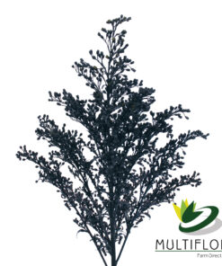 Solidago Tara Painted Black