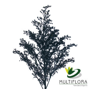 Solidago Tara Painted Black