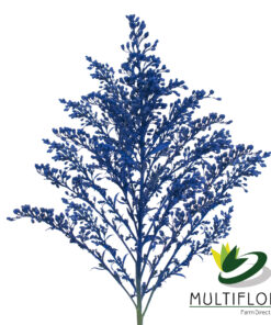 Solidago Tara Painted Blue