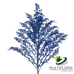 Solidago Tara Painted Blue