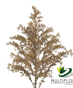 Solidago Tara Painted Gold