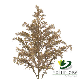 Solidago Tara Painted Gold