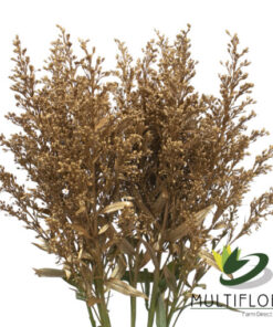 Solidago Tara Painted Gold