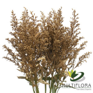 Solidago Tara Painted Gold