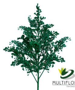 Solidago Tara Painted Green