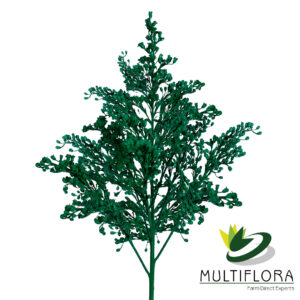 Solidago Tara Painted Green