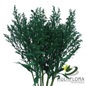 Solidago Tara Painted Green