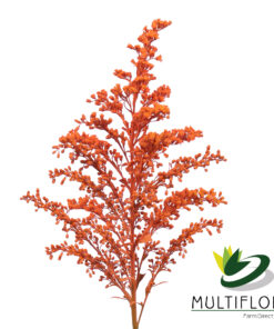 Solidago Tara Painted Orange