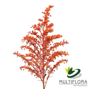Solidago Tara Painted Orange