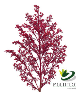 Solidago Tara Painted Red