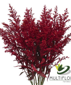 Solidago Tara Painted Red