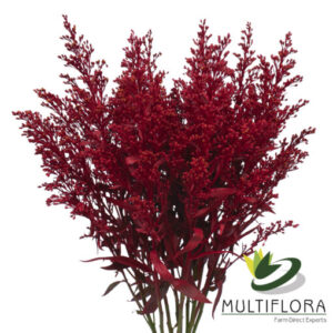 Solidago Tara Painted Red