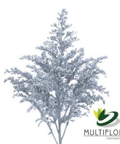 Solidago Tara Painted Silver