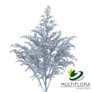 Solidago Tara Painted Silver