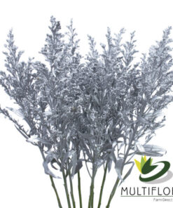 Solidago Tara Painted Silver