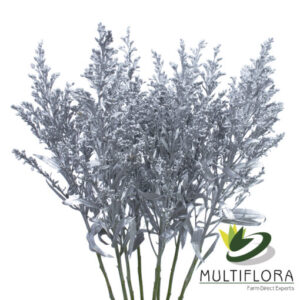 Solidago Tara Painted Silver